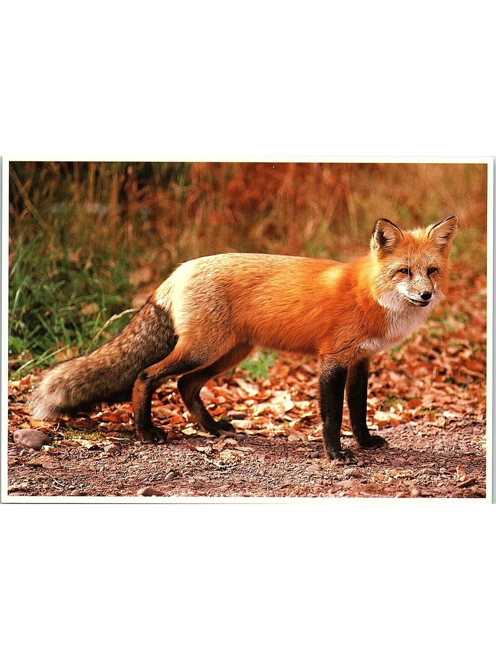 Vintage Postcard Red Fox North American Wildlife Impact 1989